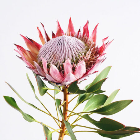 King Protea flower