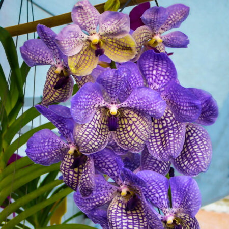 vanda orchid flower
